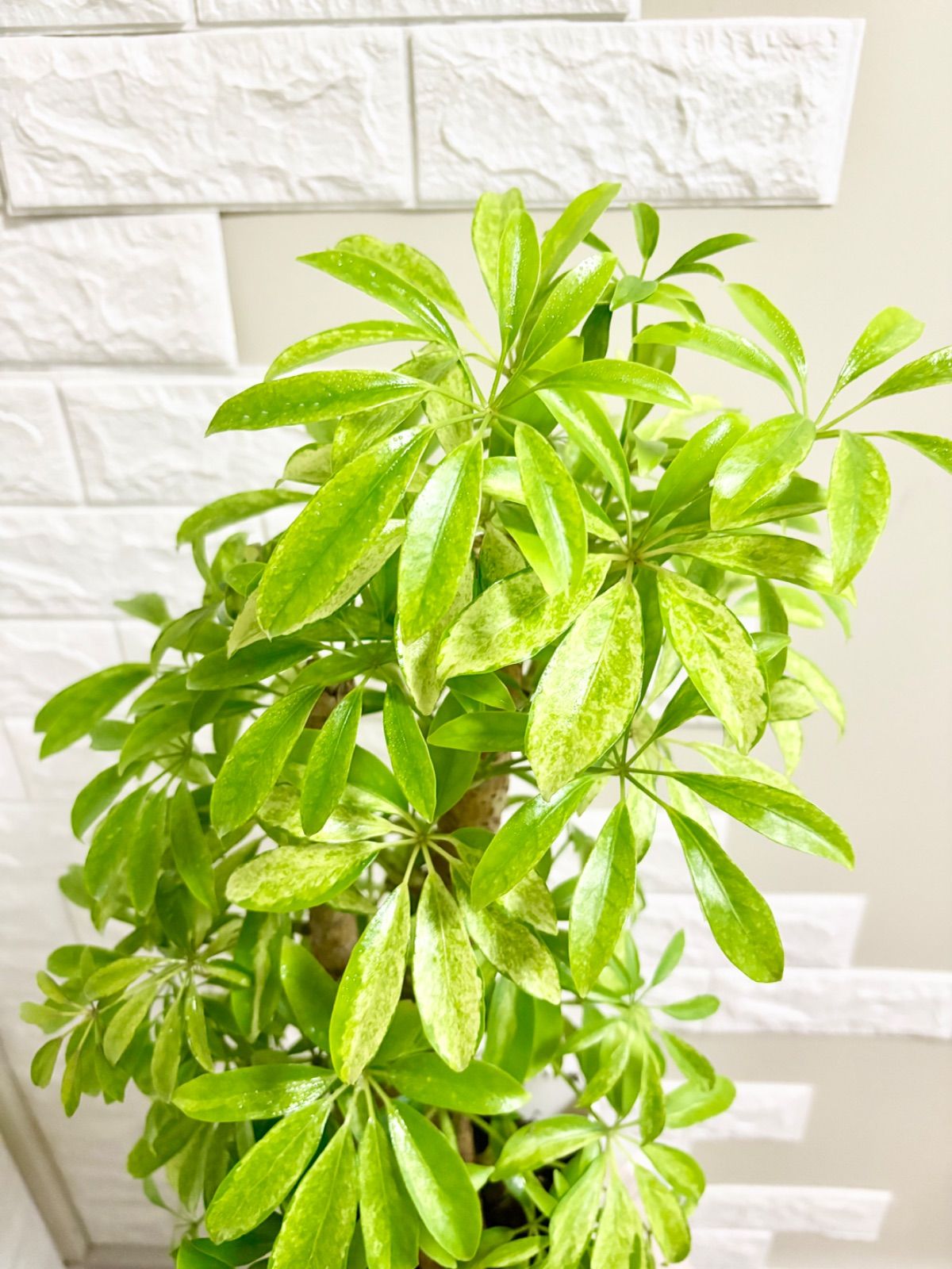現品】斑入りシェフレラ・カポック 4本立ち 6号鉢 観葉植物 - メルカリ