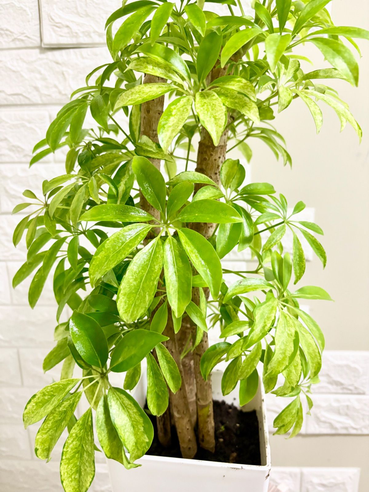 現品】斑入りシェフレラ・カポック 4本立ち 6号鉢 観葉植物 - メルカリ