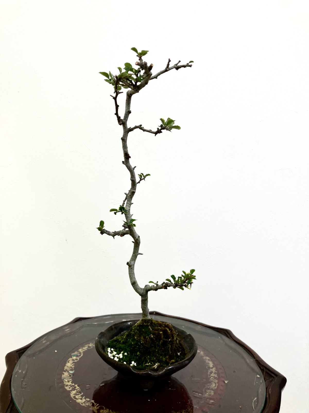 36cm 長寿梅盆栽 紅長寿梅 盆栽 匿名配送 ‼️ - メルカリ