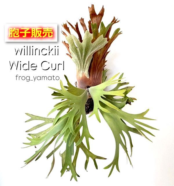 胞子 販売 【willinckii Wide Curl 】 胞子培養 ビカクシダ スポア