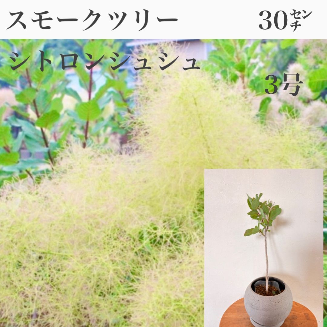 スモークツリー 苗・苗木 シトロンシュシュ ① 3号 黒ポット発送