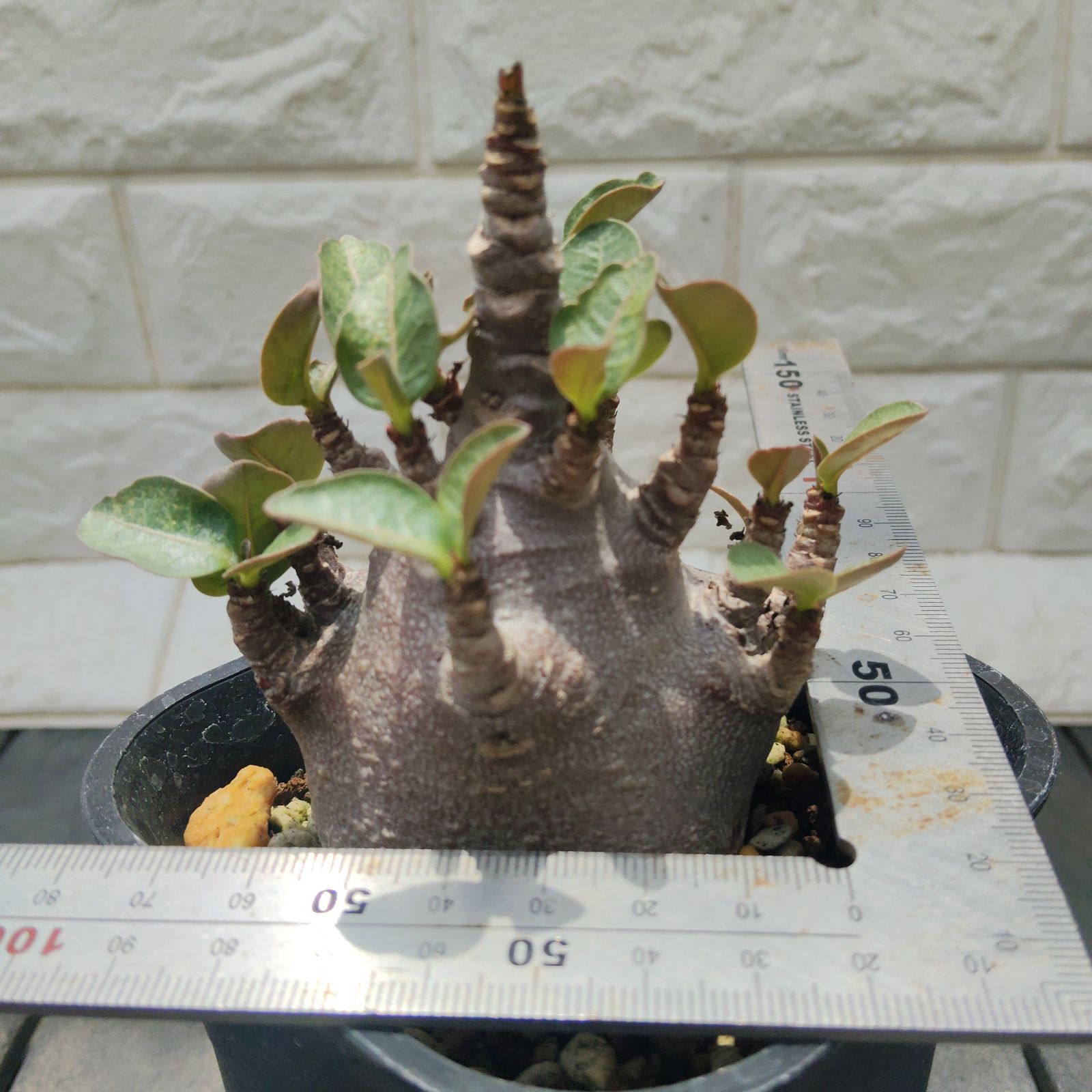 a13 アデニウム ドワーフ ブラックスキン カラメー 塊根植物