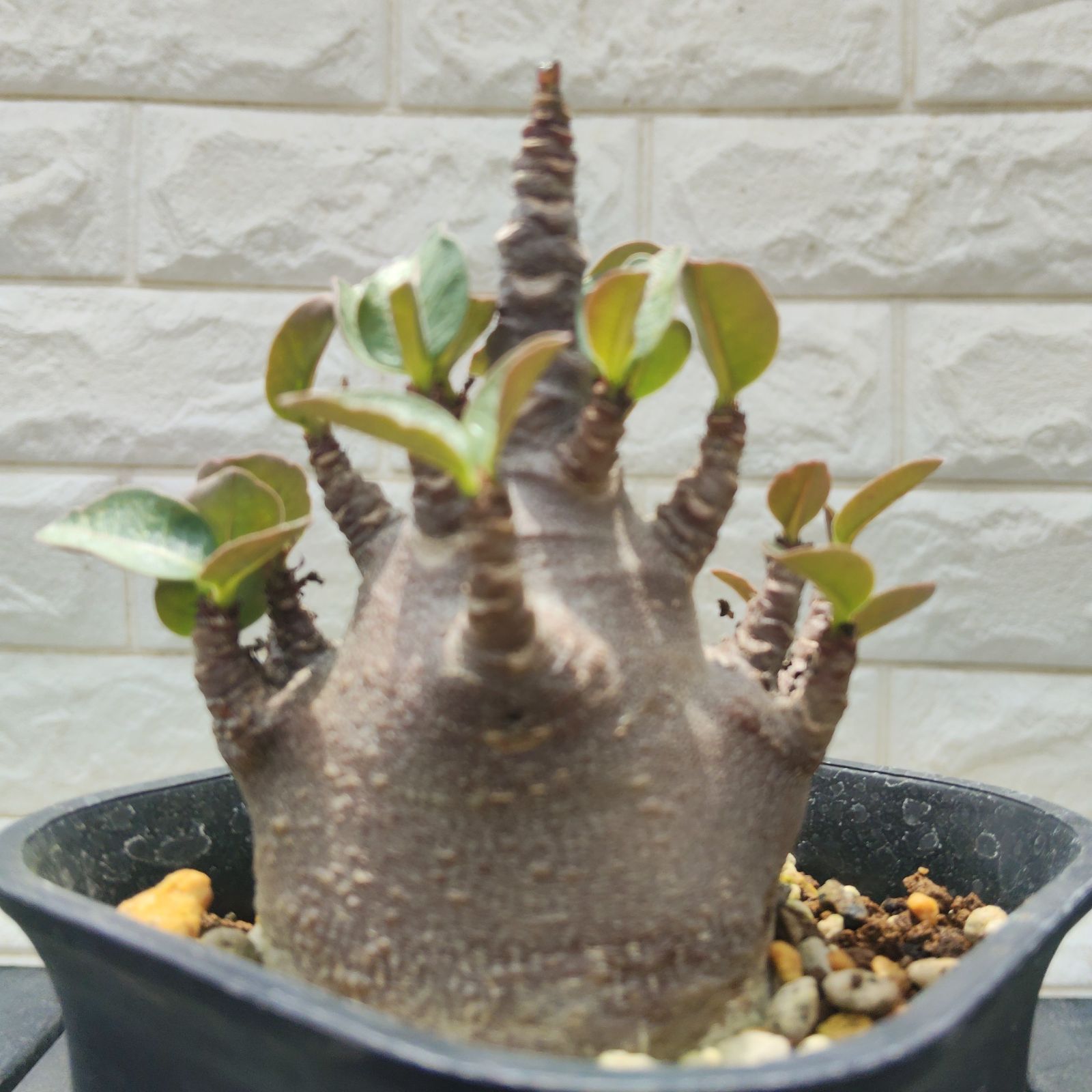 a13 アデニウム ドワーフ ブラックスキン カラメー 塊根植物