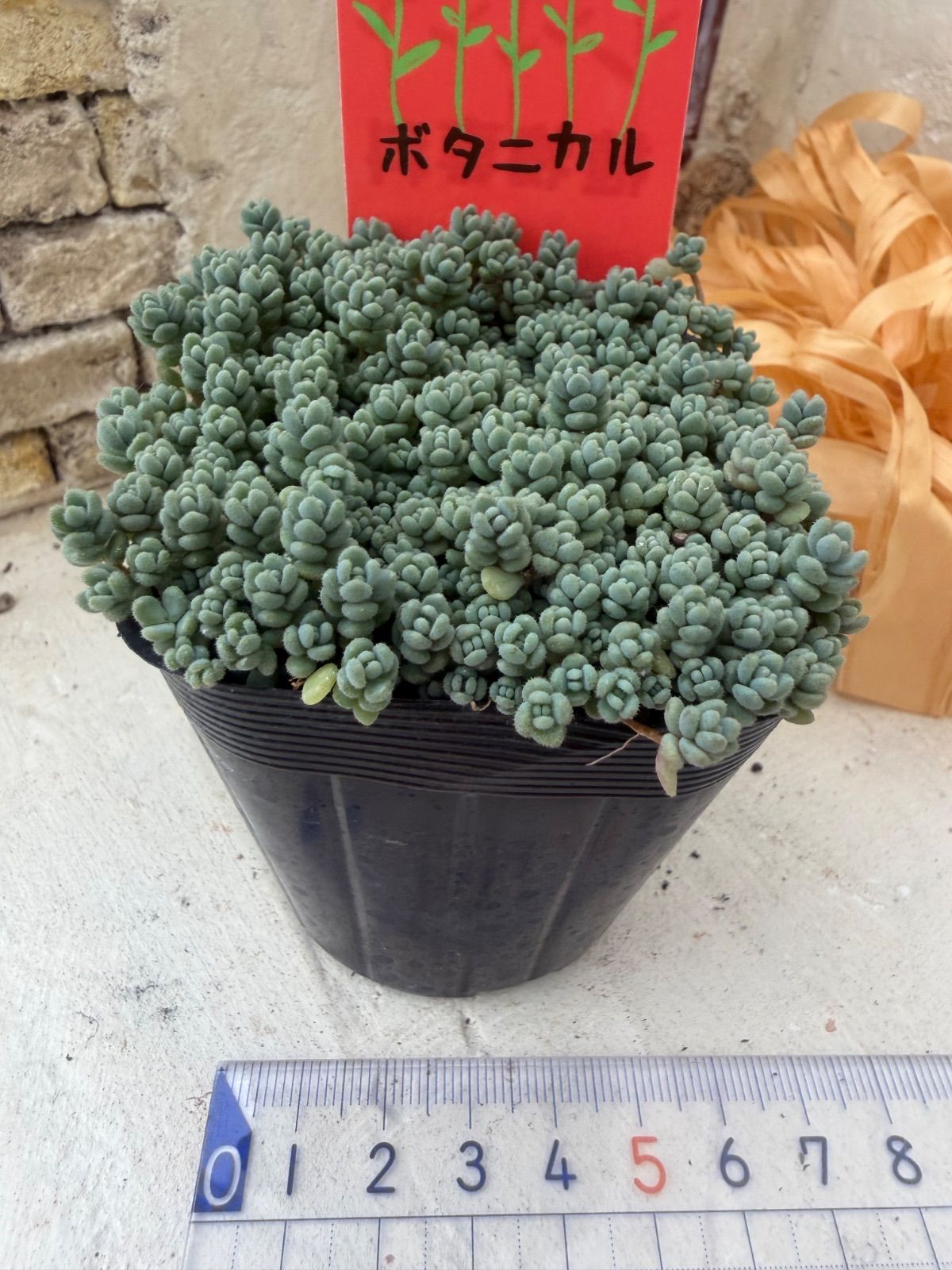 アエオニウム　白玉雪蓮(宝塔) メルカリ便　コレクション商品　特大　宝塔群 多肉植物💚プレビフォリウム🩵ポット発送 - メルカリ