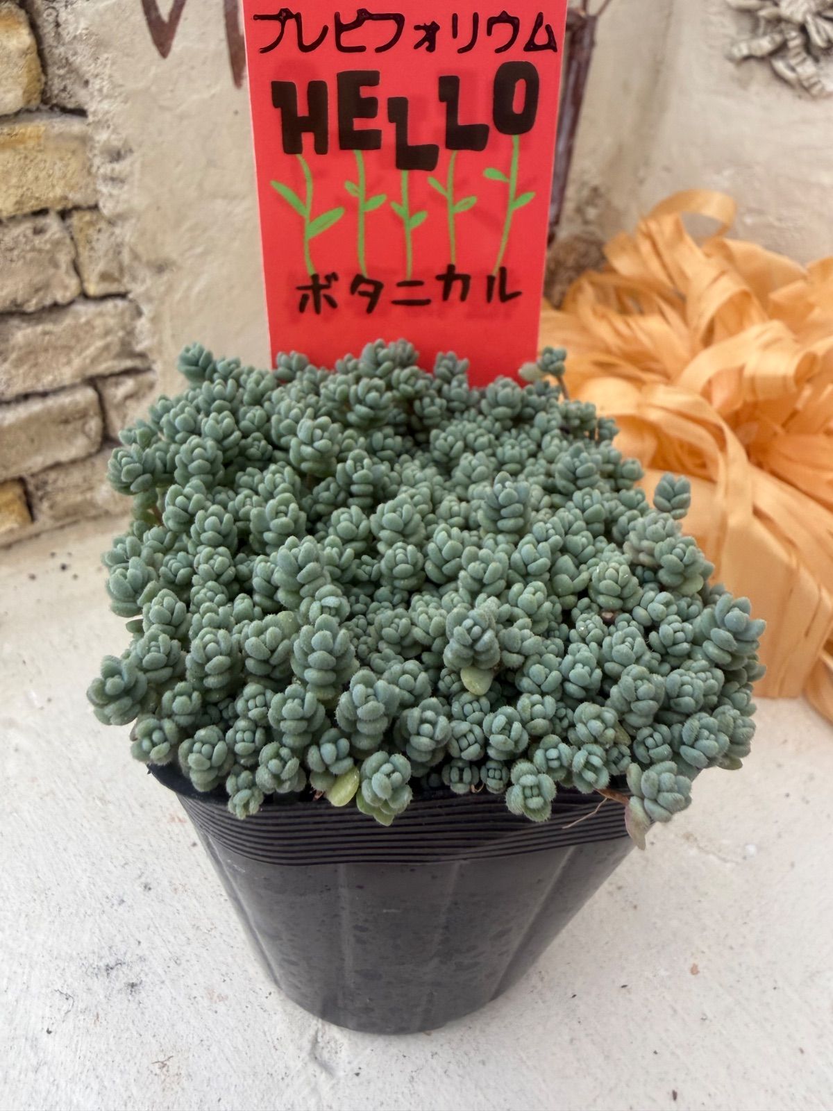 多肉植物💚プレビフォリウム🩵ポット発送 - メルカリ