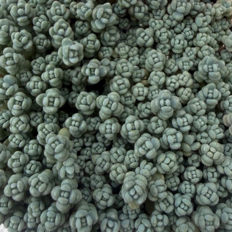 多肉植物💚プレビフォリウム🩵ポット発送 - メルカリ