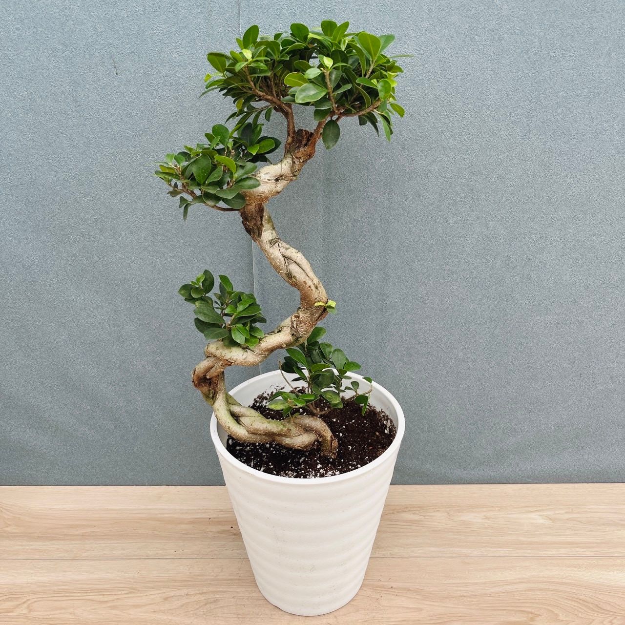 ［現品］【希少】7番　ガジュマル　曲がり　接木　8号　観葉植物　室内　レア　ゴムの木　フィカス　多幸の木　かっこいい