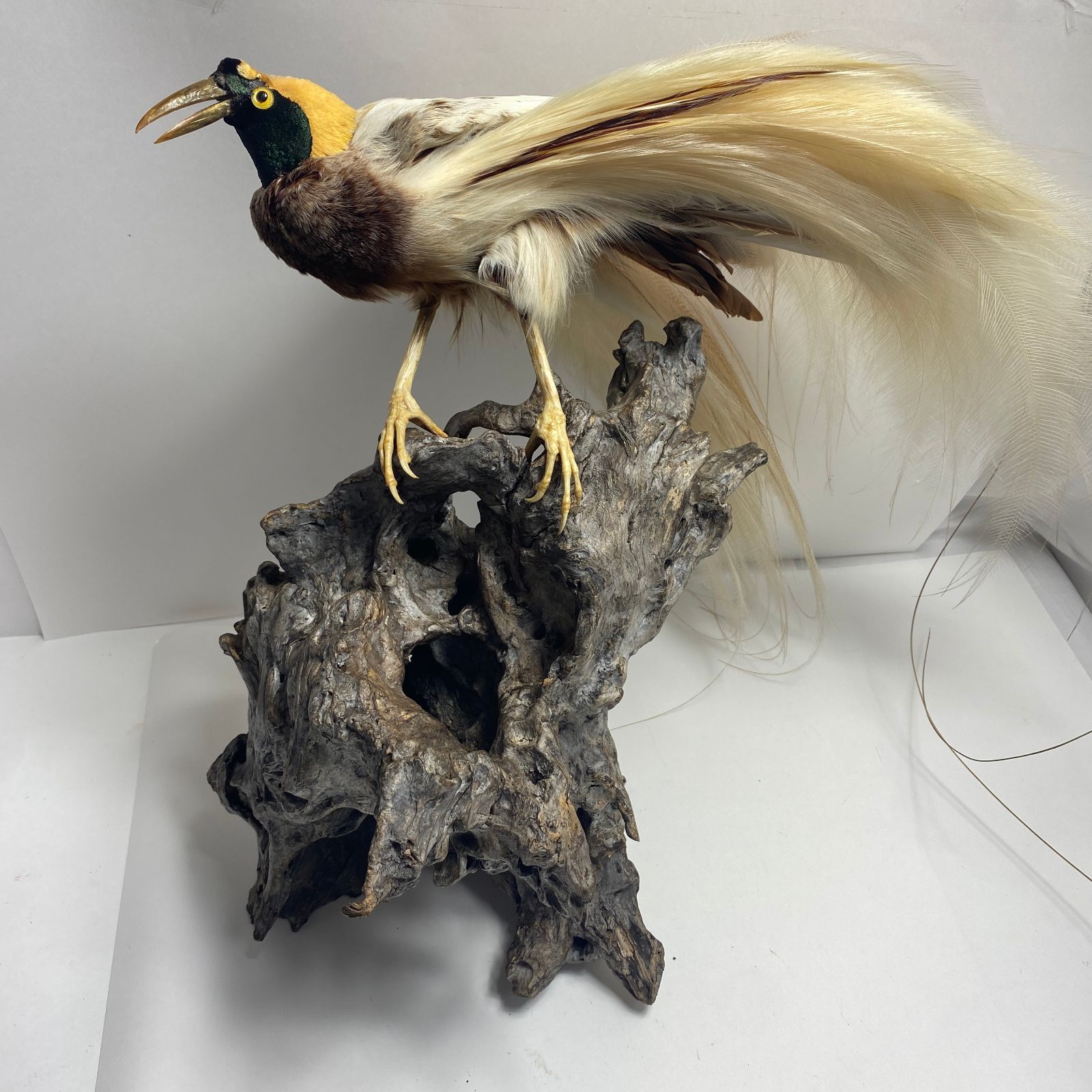 ☆J061521☆ 極楽鳥 剥製 片目欠品 M - メルカリ