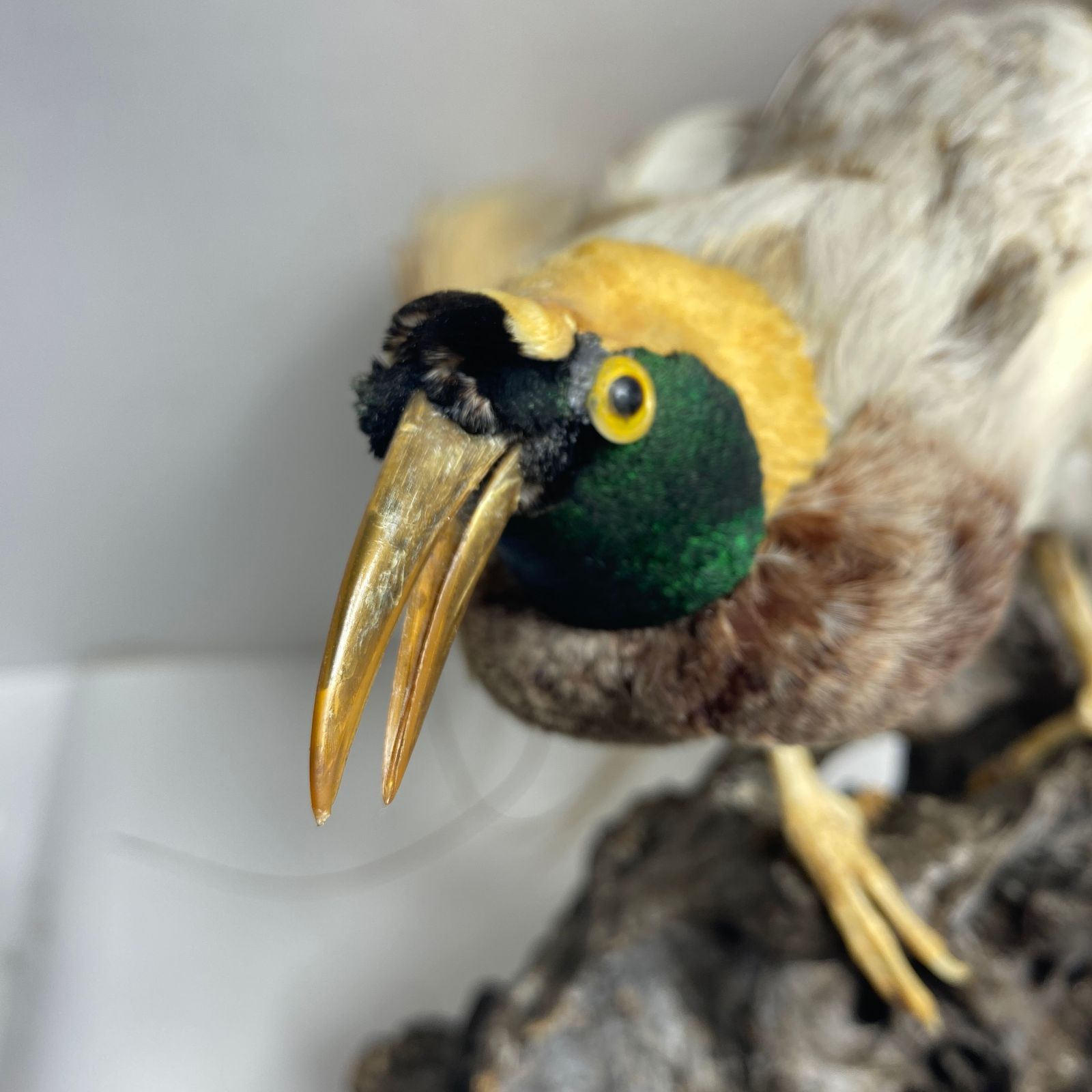 ☆J061521☆ 極楽鳥 剥製 片目欠品 M - メルカリ