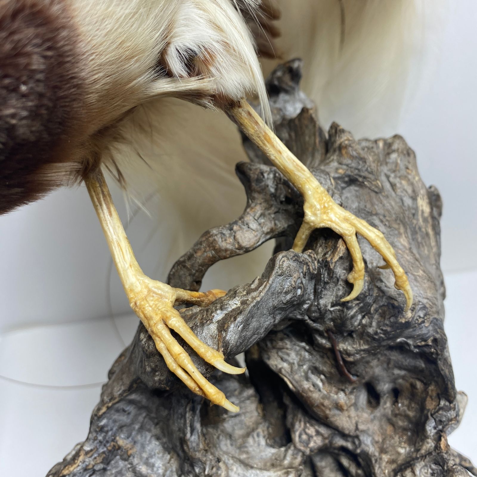 ☆J061521☆ 極楽鳥 剥製 片目欠品 M - メルカリ