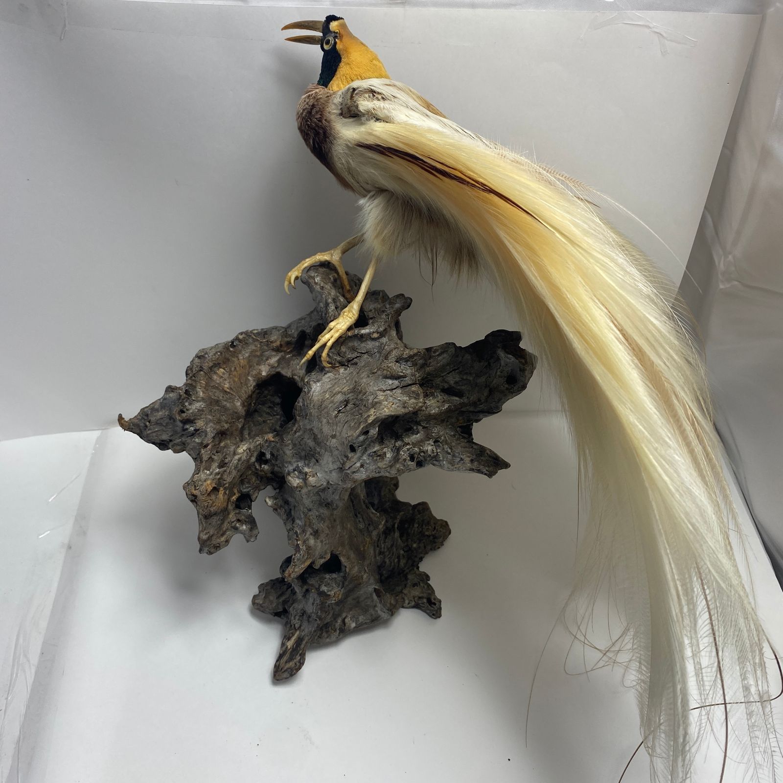 ☆J061521☆ 極楽鳥 剥製 片目欠品 M - メルカリ