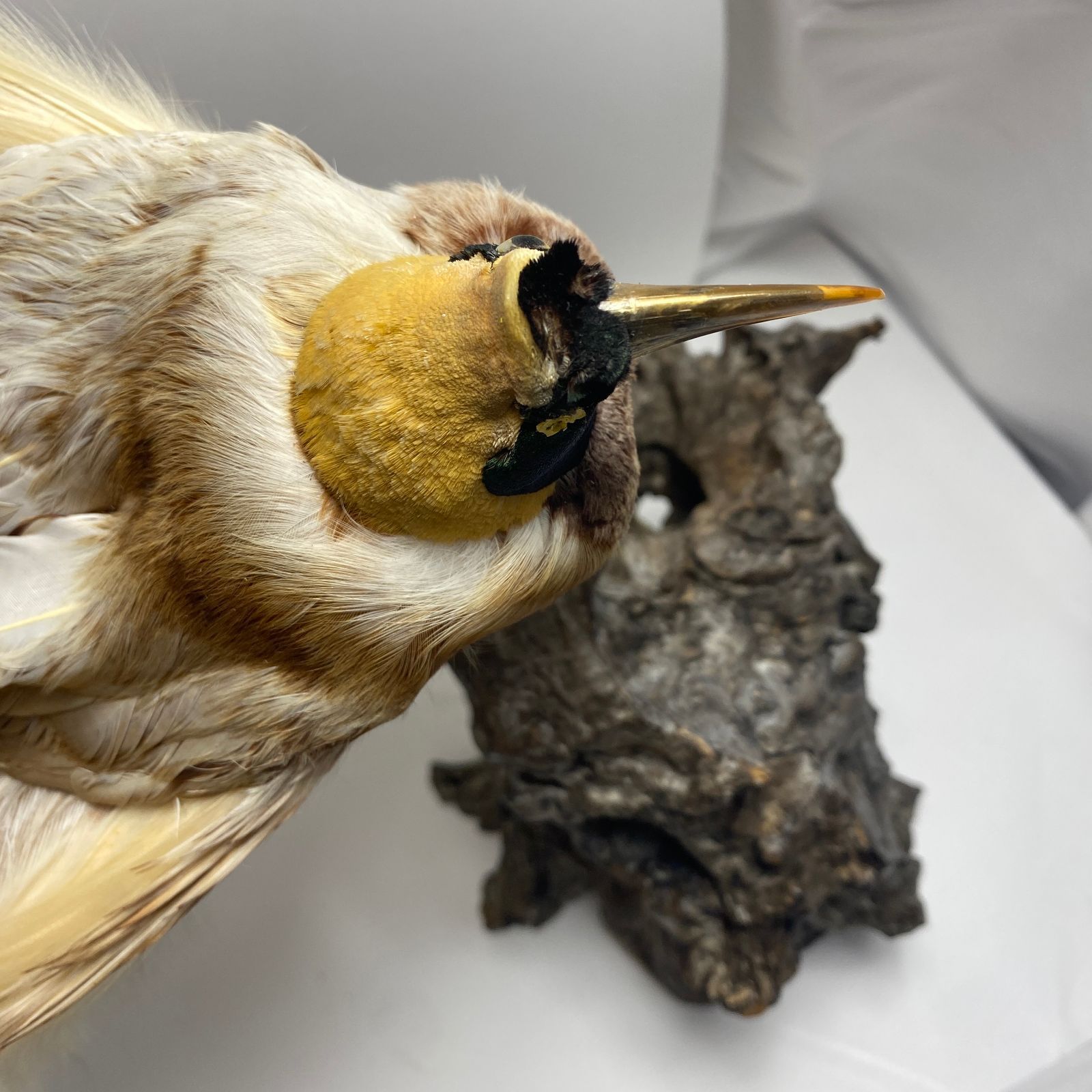 ☆J061521☆ 極楽鳥 剥製 片目欠品 M - メルカリ