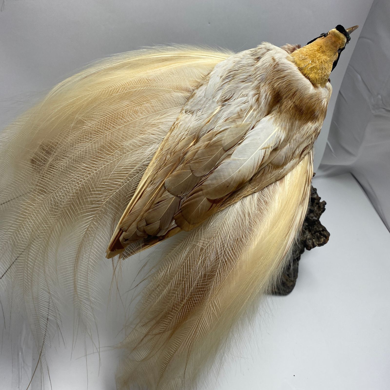 ☆J061521☆ 極楽鳥 剥製 片目欠品 M - メルカリ