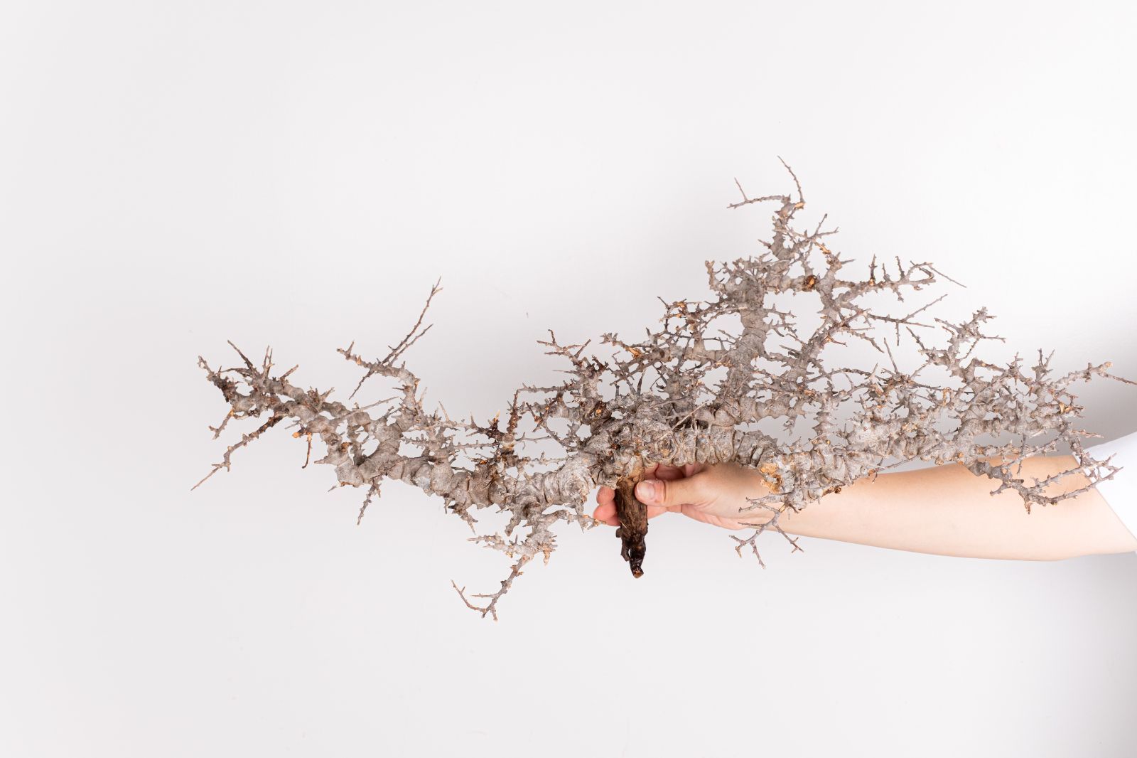 i255 コミフォラ エイル 6/23入荷 Commiphora sp. somalia eyl