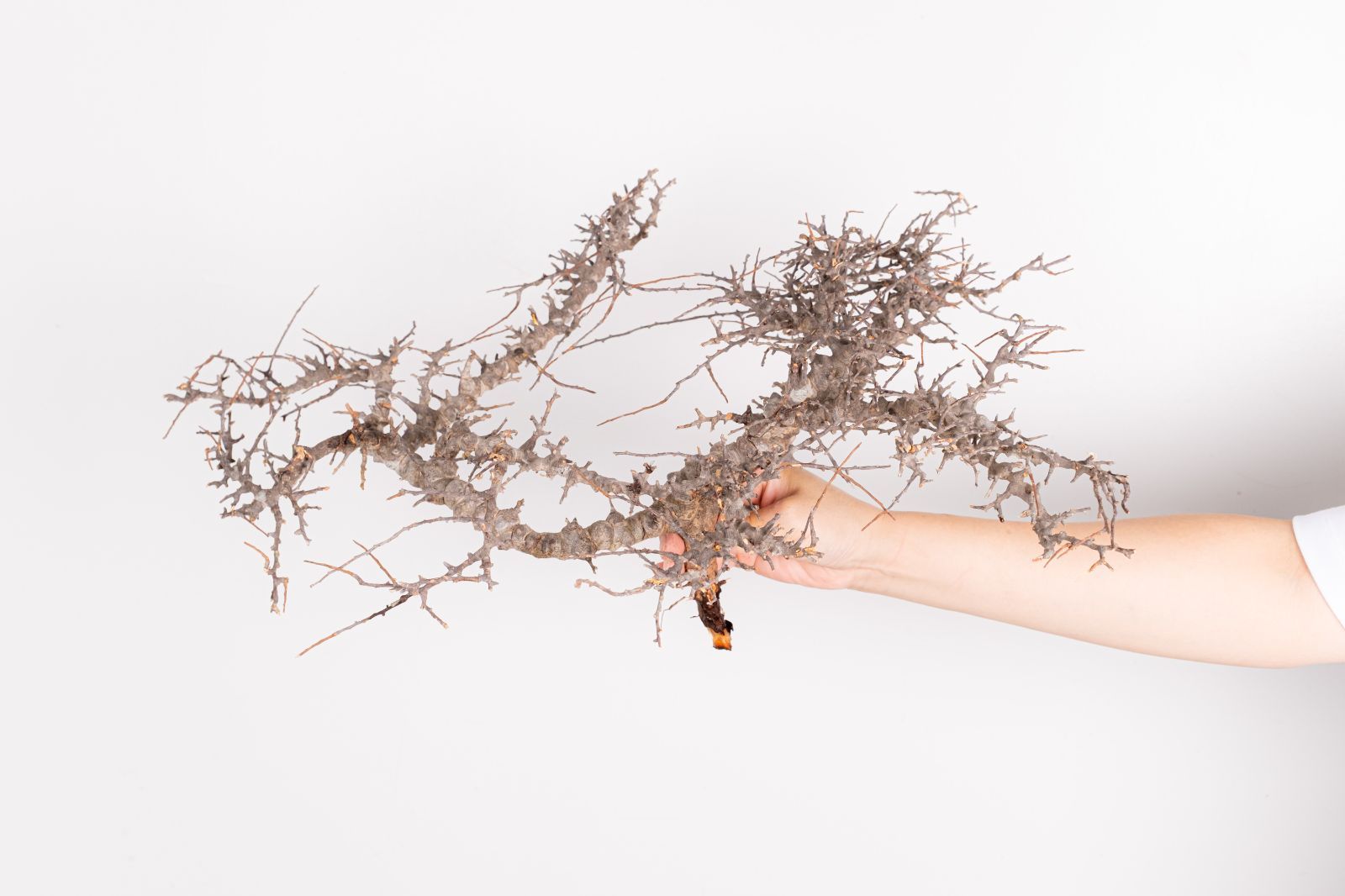 i256 コミフォラ エイル 6/23入荷 Commiphora sp. somalia eyl