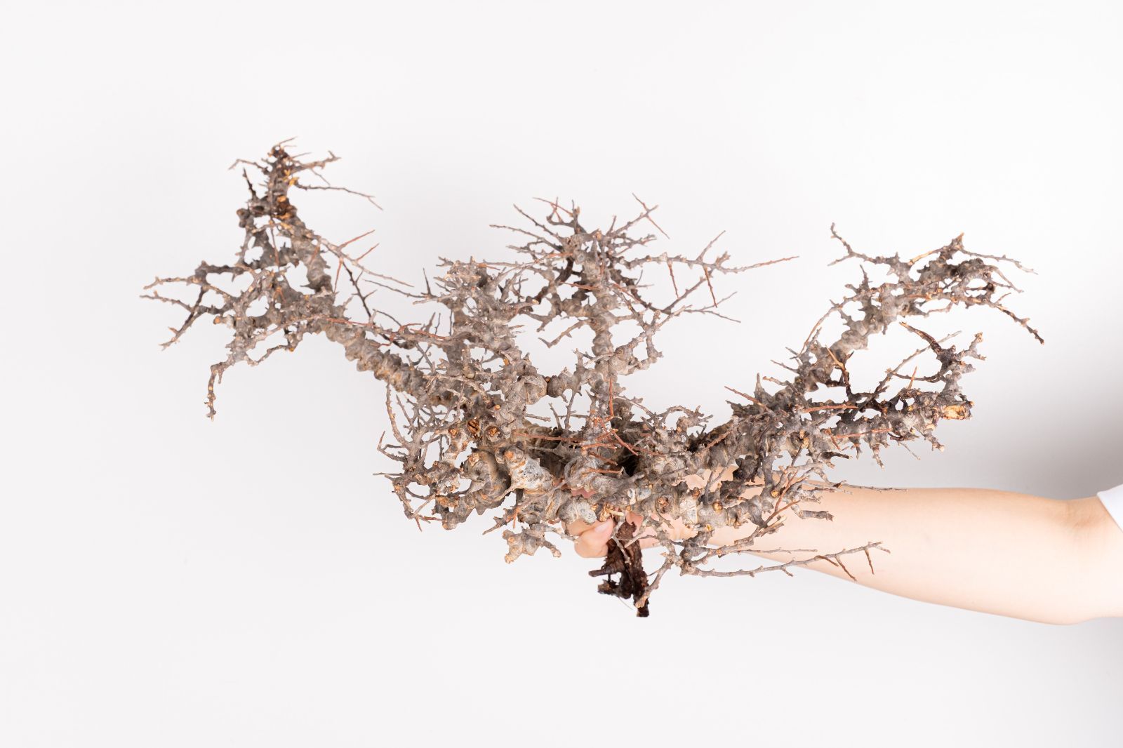 i258 コミフォラ エイル 6/23入荷 Commiphora sp. somalia eyl