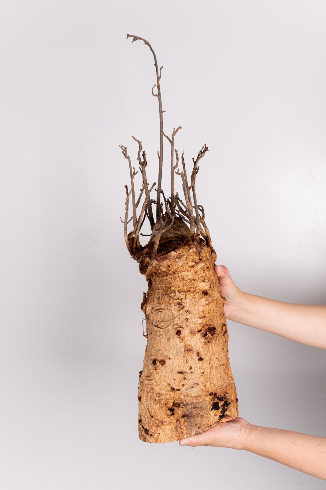 i260 アダンソニア ディギタータ バオバブ 6/23入荷 Adansonia digitata