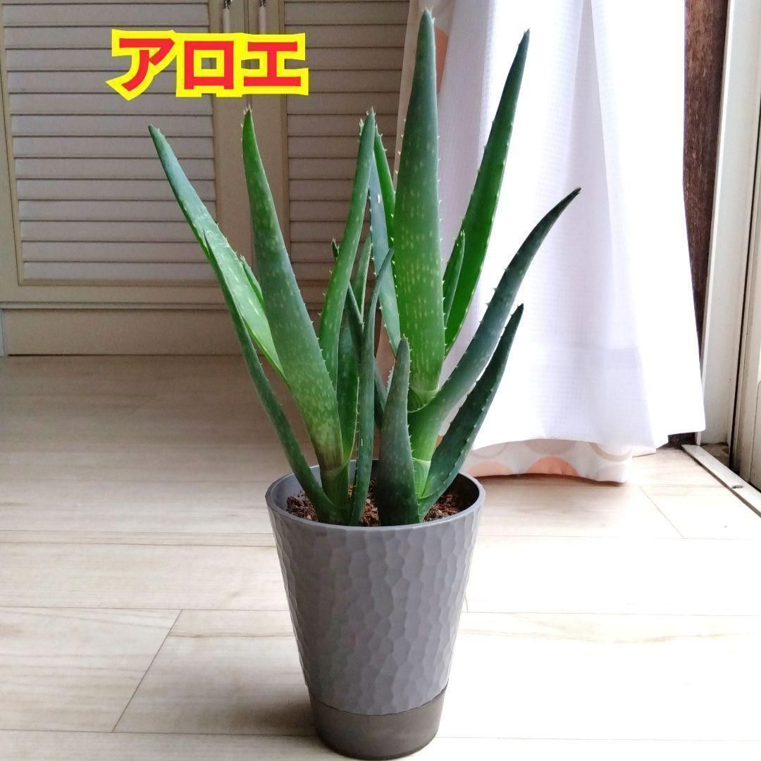 アロエ☆多肉植物☆観葉植物☆鉢を含めた高さ31cmぐらい☆鉢底給水鉢