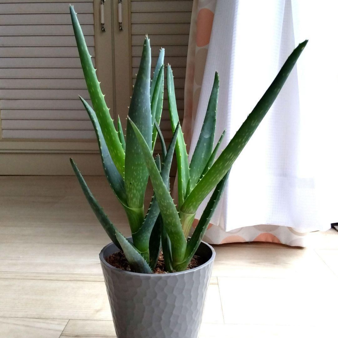 アロエ☆多肉植物☆観葉植物☆鉢を含めた高さ31cmぐらい☆鉢底給水鉢
