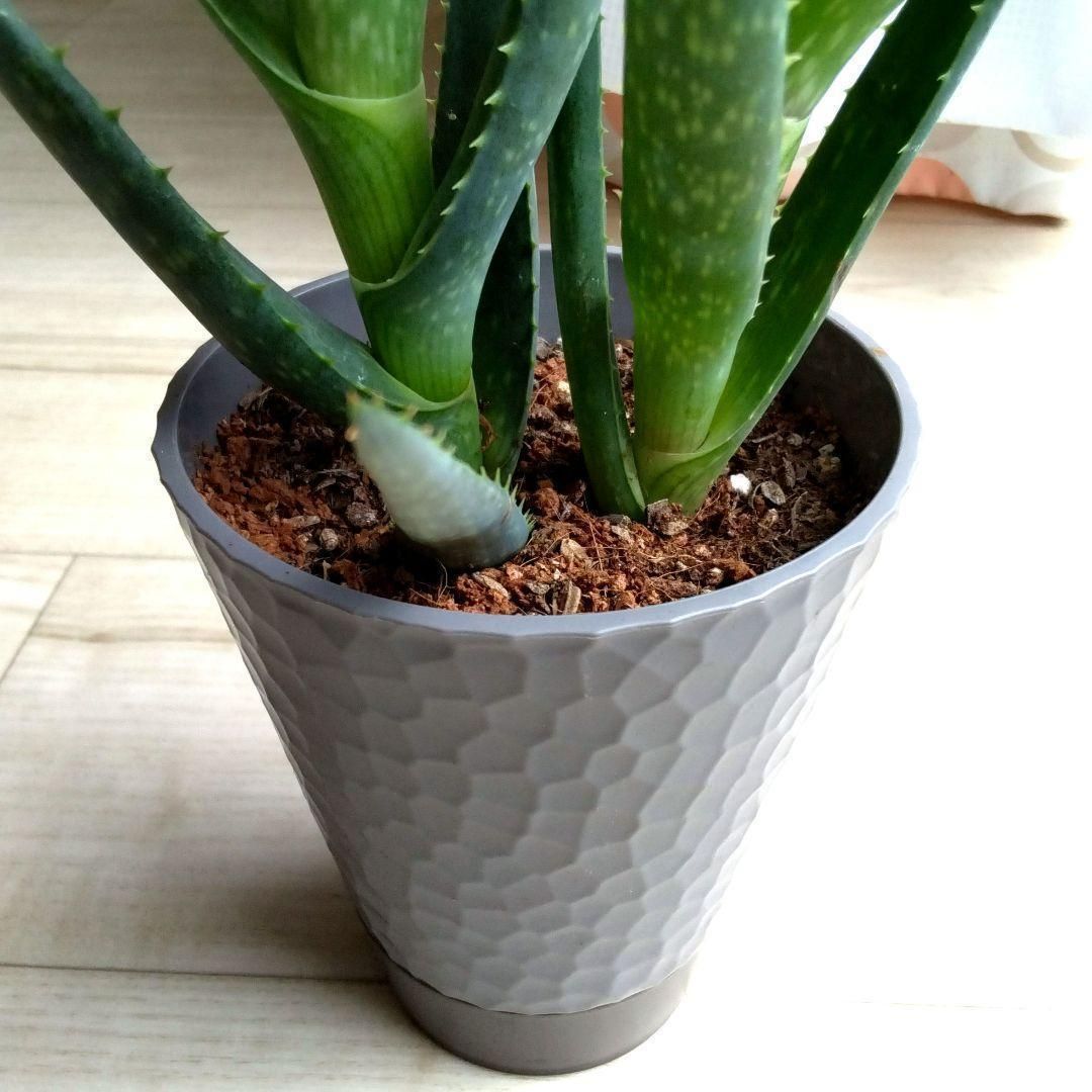 アロエ☆多肉植物☆観葉植物☆鉢を含めた高さ31cmぐらい☆鉢底給水鉢