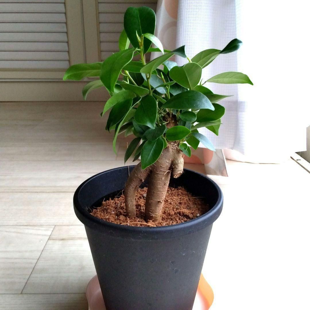 ガジュマル☆多幸の木☆鉢植え☆鉢を含め高さ25cmぐらい☆キジムナー