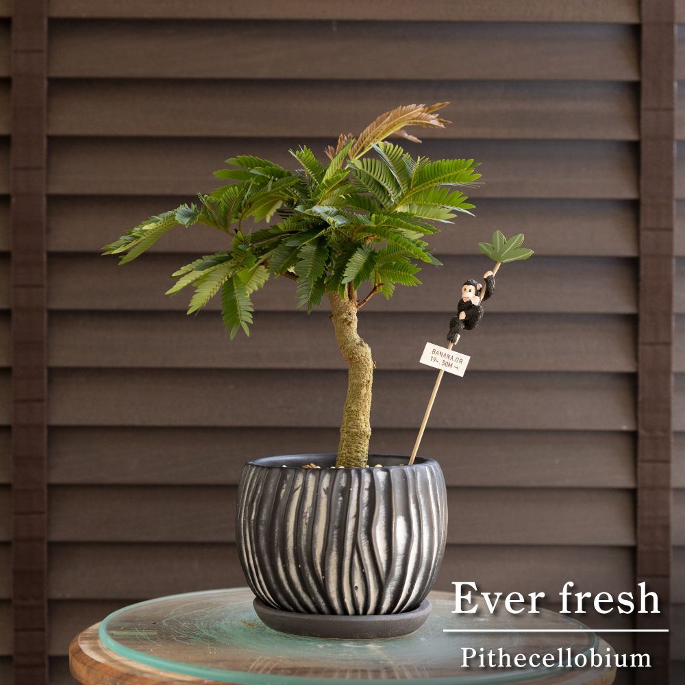 エバーフレッシュ 4号 陶器鉢 Ever fresh 観葉植物 盆栽 0624NV