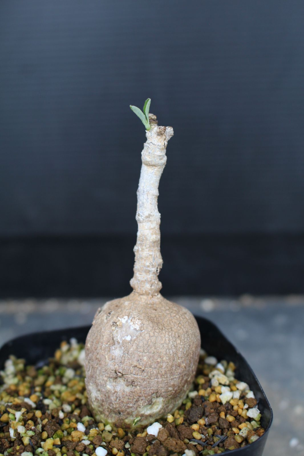 [1419]　『古城』プテロディスクス スペシオーサス / Pterodiscus speciosus 　　塊根植物　南アフリカ