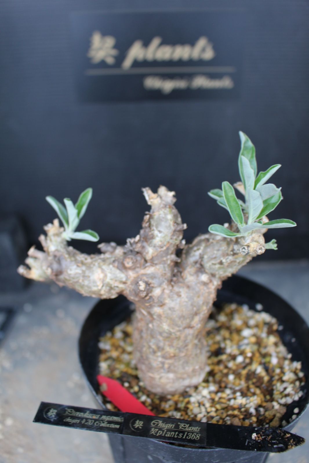 [1368]　プテロディスクス　ヌガミクス　/ Pterodiscus ngamicus / 　塊根植物 6,840円