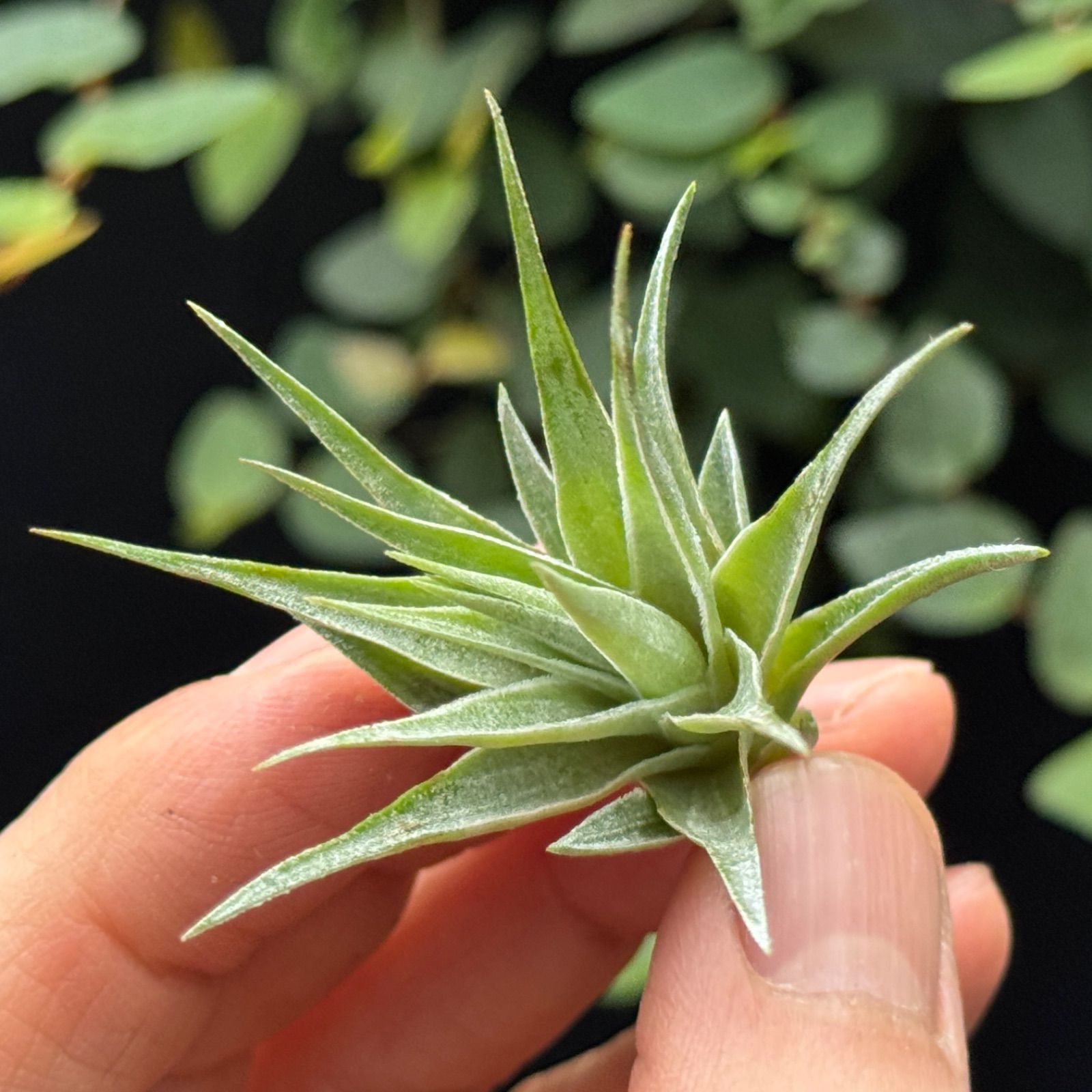 現品＊メタリックシルバーな輝き＊ チランジア ロゼイフローラ Tillandsia roseiflora＊エアプランツ＠フラワーショップ江口