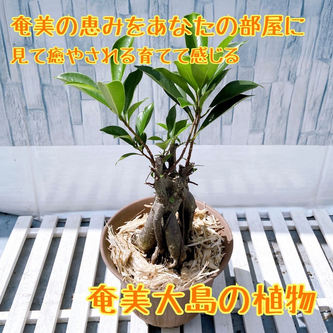 奄美大島産「ガジュマルの木」4号鉢】 現品発送 空間を癒すグリーン