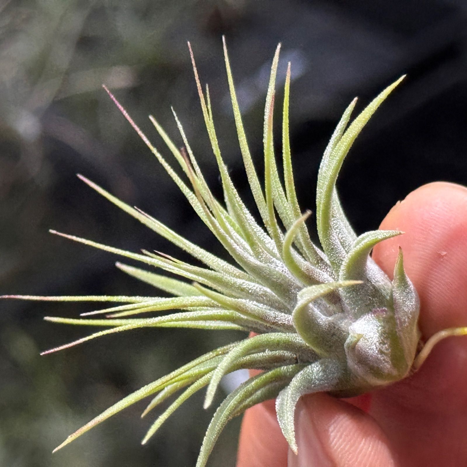 ブロメリア・エアープランツ T.ionantha  ball 現品＊ネコポス匿名＊子株チランジア イオナンタ ファイヤーボール