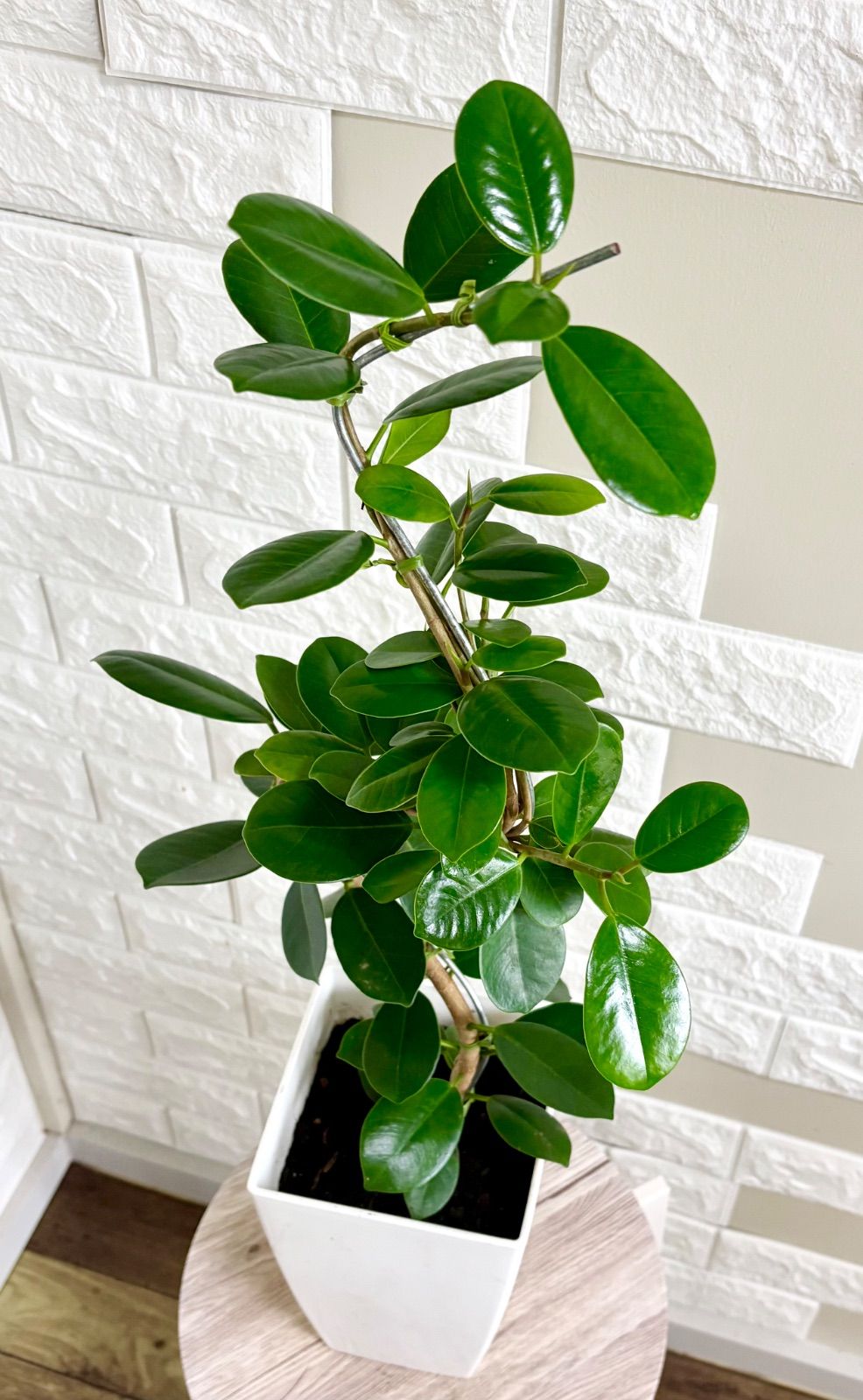 現品】パンダガジュマル 曲がり樹形 6号鉢 観葉植物 - メルカリ