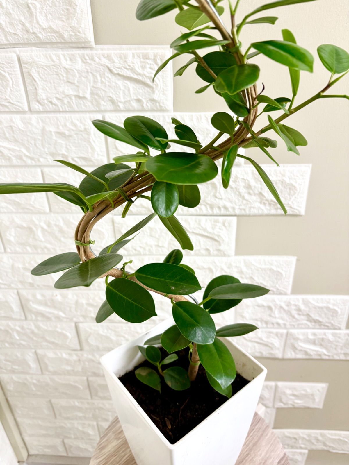 現品】パンダガジュマル 曲がり樹形 6号鉢 観葉植物 - メルカリ