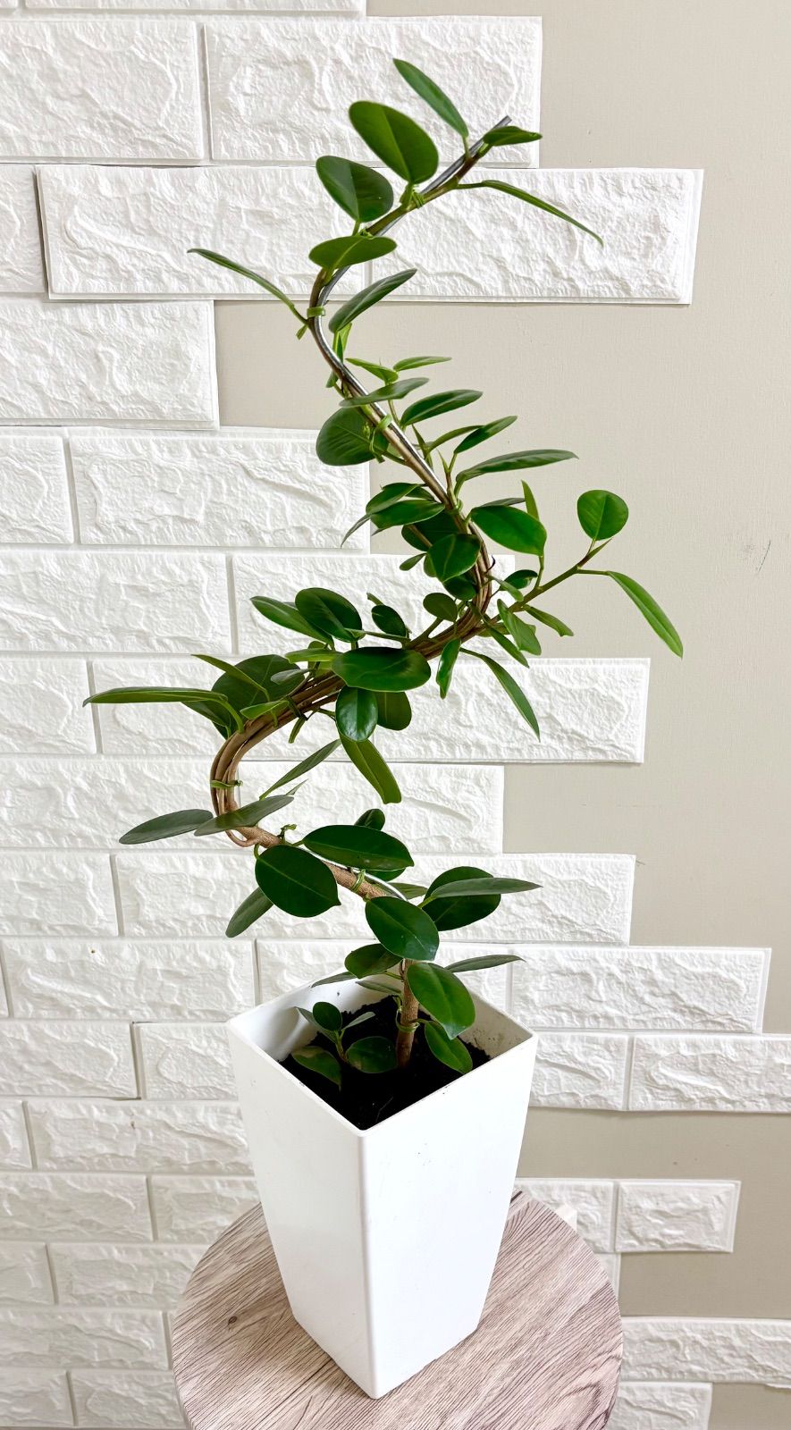 現品】パンダガジュマル 曲がり樹形 6号鉢 観葉植物 - メルカリ