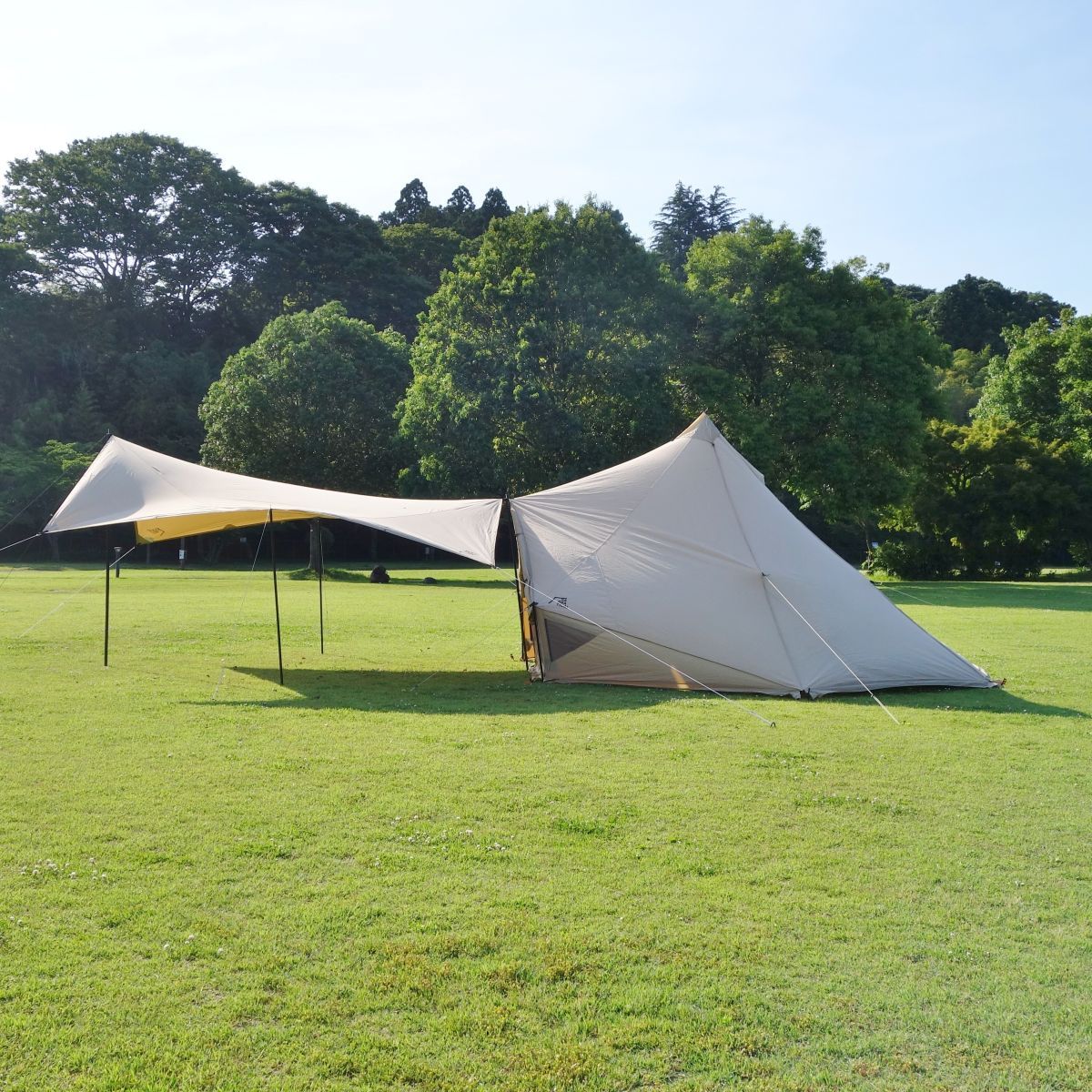 美品 サバティカル SABBATICAL マリポサ モーニンググローリー TC