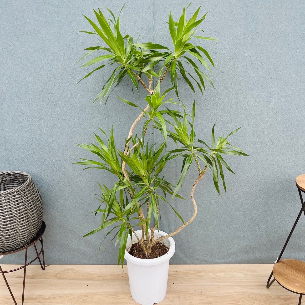 ［現品］【希少】29番　ドラセナ　ナビー 8号　観葉植物　大型　室内　レア　おしゃれ　幸福の木