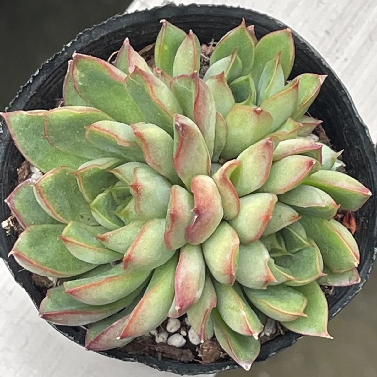 多肉植物　プリドニス錦 大苗  抜き苗【特定記録付】 多肉植物♡プミラ✖️プリドニス❤︎抜き苗(根付き) - メルカリ
