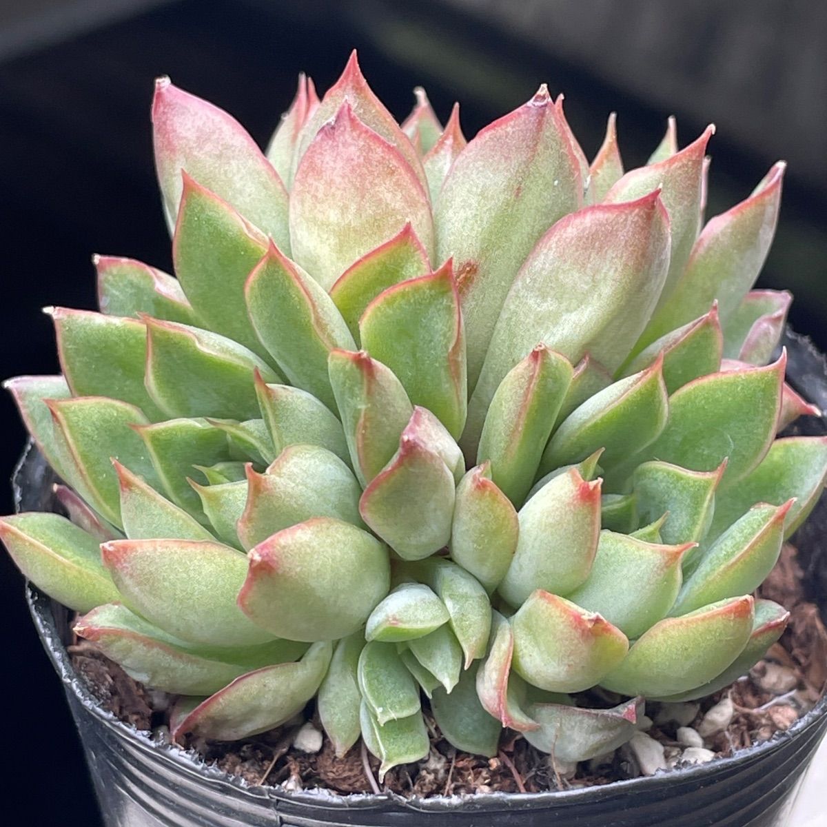 多肉植物♡プミラ✖️プリドニス❤︎抜き苗(根付き) - メルカリ