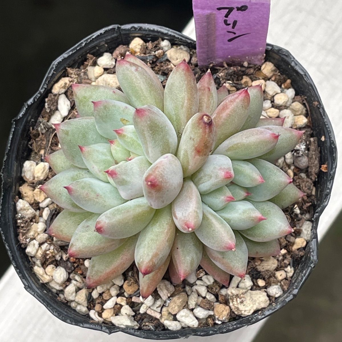 Top【選抜株】多肉植物362918シュリンプダンプリングズ54個鉢無し