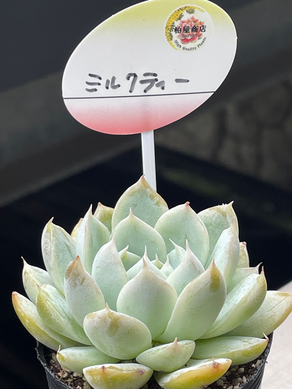 多肉植物柏屋商店♡ミルクティー❤︎抜き苗(根付き) - メルカリ
