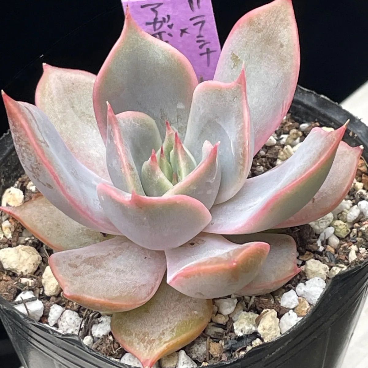 多肉植物♡リラシナ✖️アガボイデス❤︎抜き苗(根付き) - メルカリ