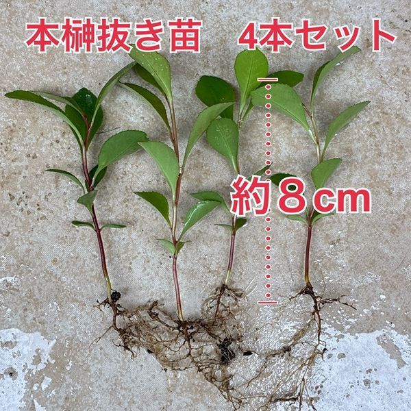 植物/本榊 実生苗 抜き苗4本セット 約8cm（毎週月曜日発送：7月20日の