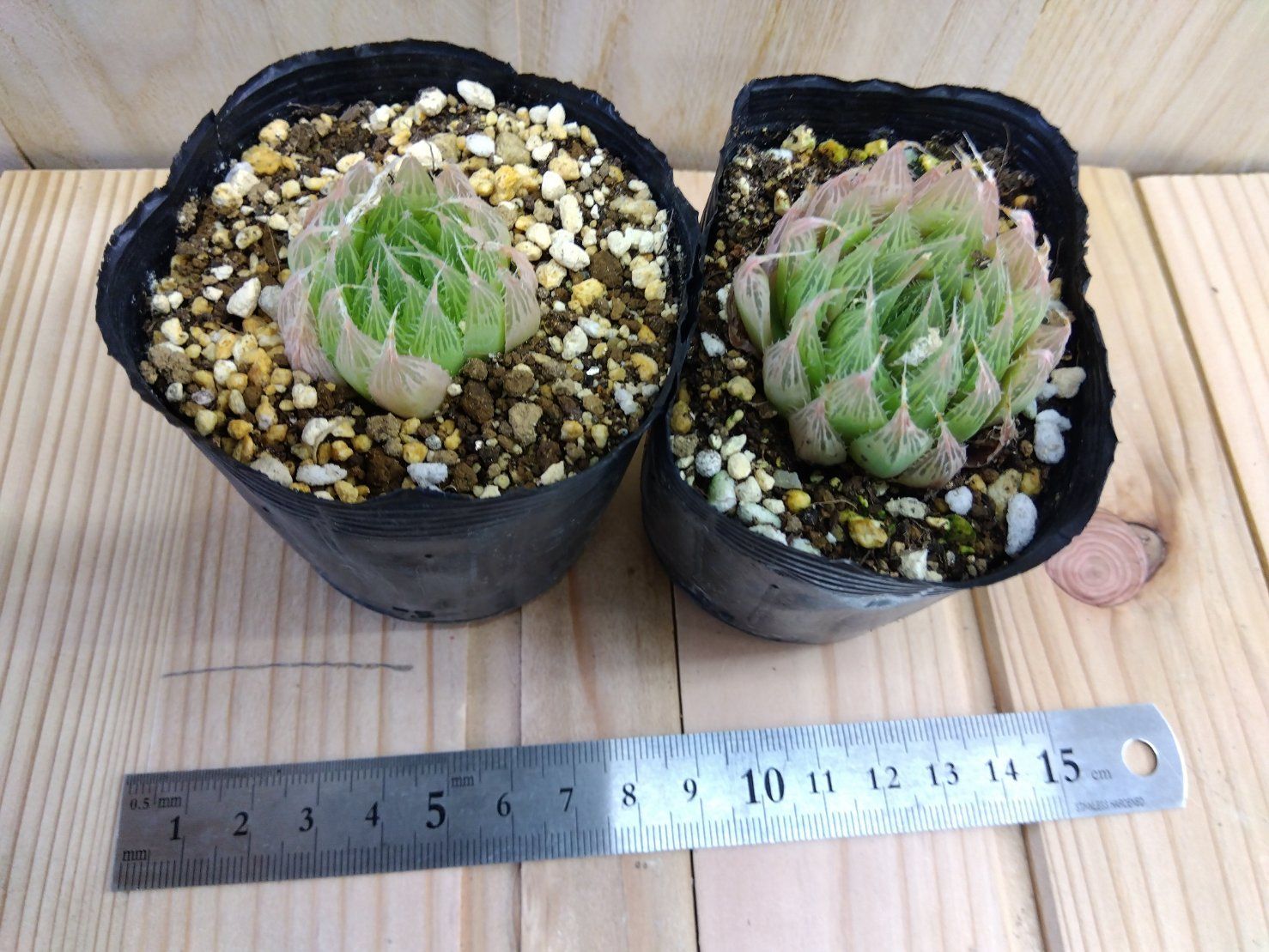 多肉植物 ハオルチア 抜き苗 - メルカリ