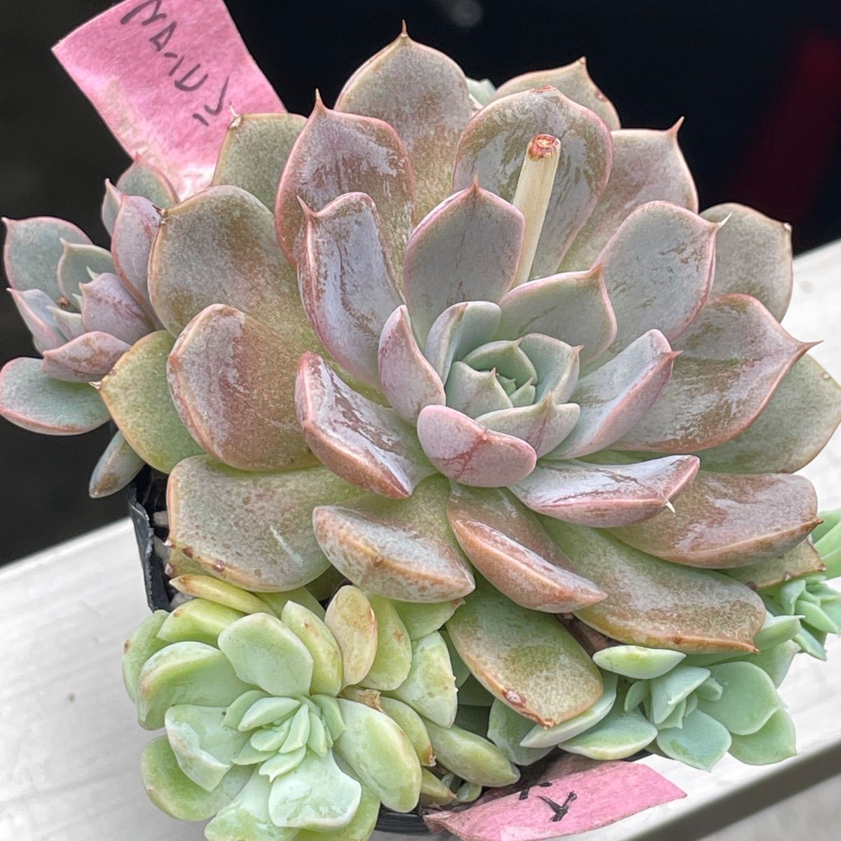 多肉植物♡マロンヒル・イリア❤︎抜き苗(根付き) - メルカリ