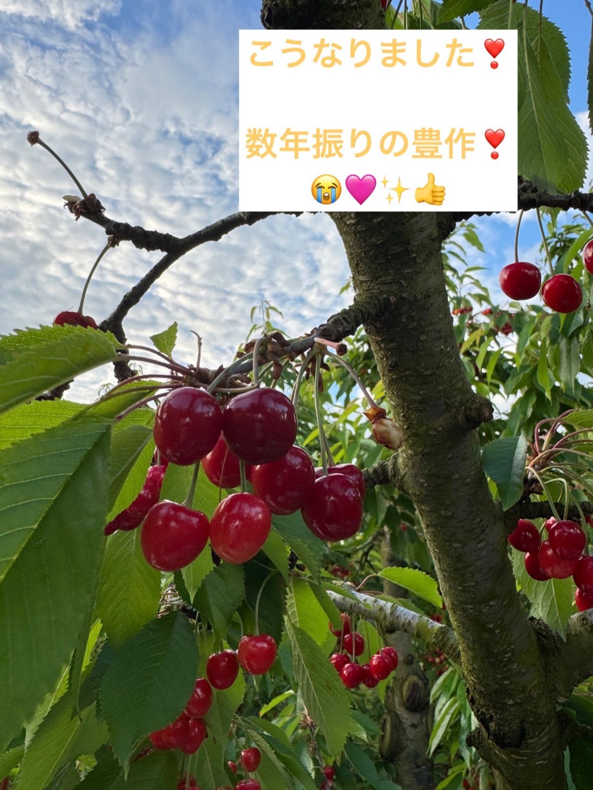 紅秀峰 さくらんぼ 訳あり双子 1kg 山形産 クール便 - メルカリ