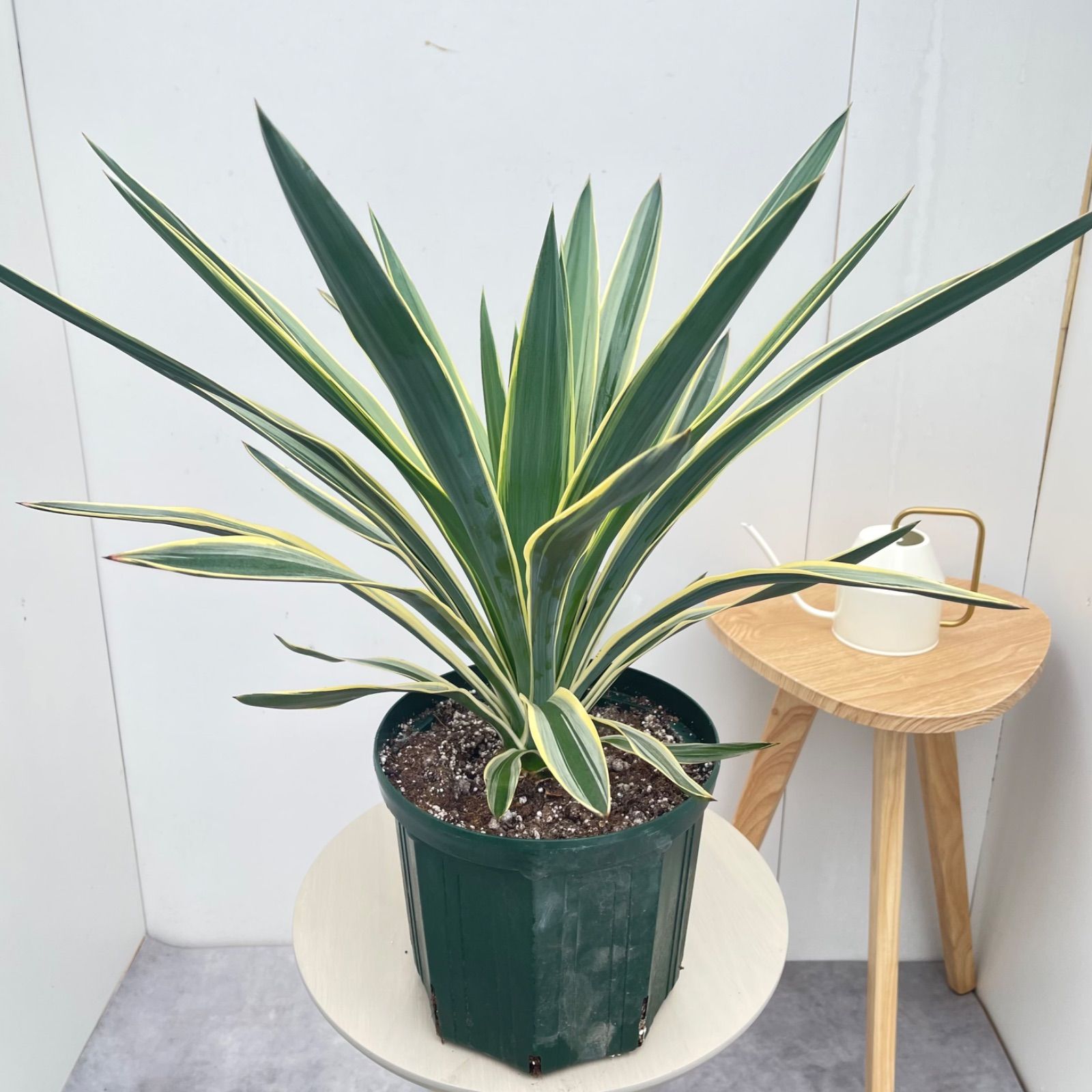 ユッカ グロリオサ バリエガータ 1【現品】観葉植物 屋外 ドライ