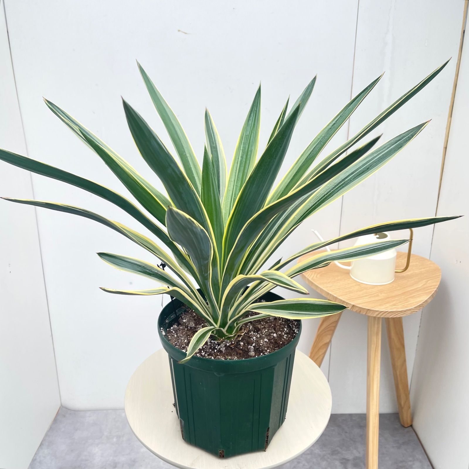 ユッカ グロリオサ バリエガータ 1【現品】観葉植物 屋外 ドライ
