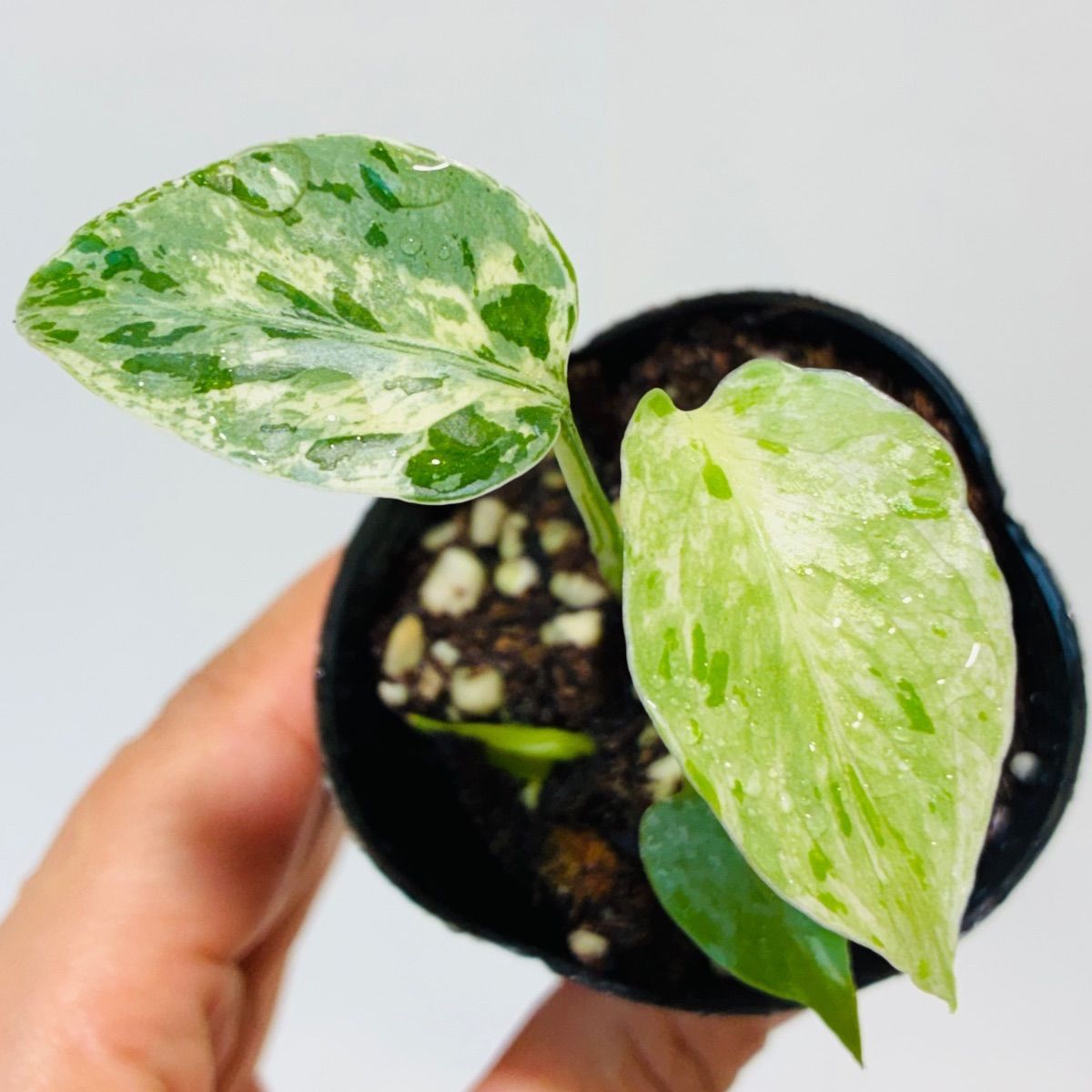 Monstera deliciosa “Bulbasaur” バルバソー/ベトシオーサ TC株・順化