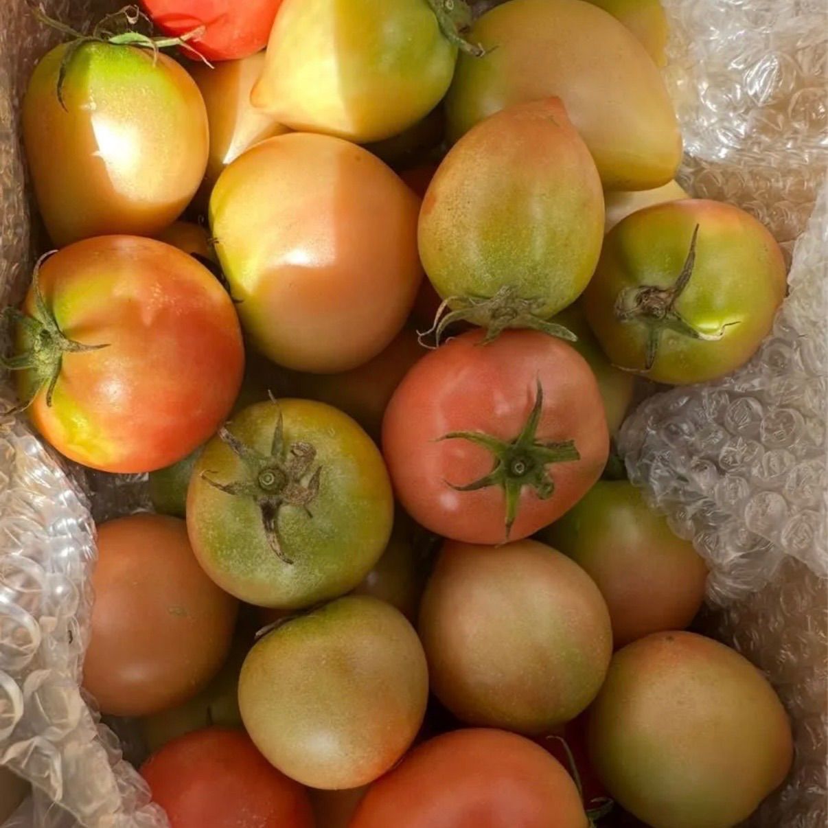 北海道産トマト 5kg 訳あり品＊新鮮＊ - メルカリ