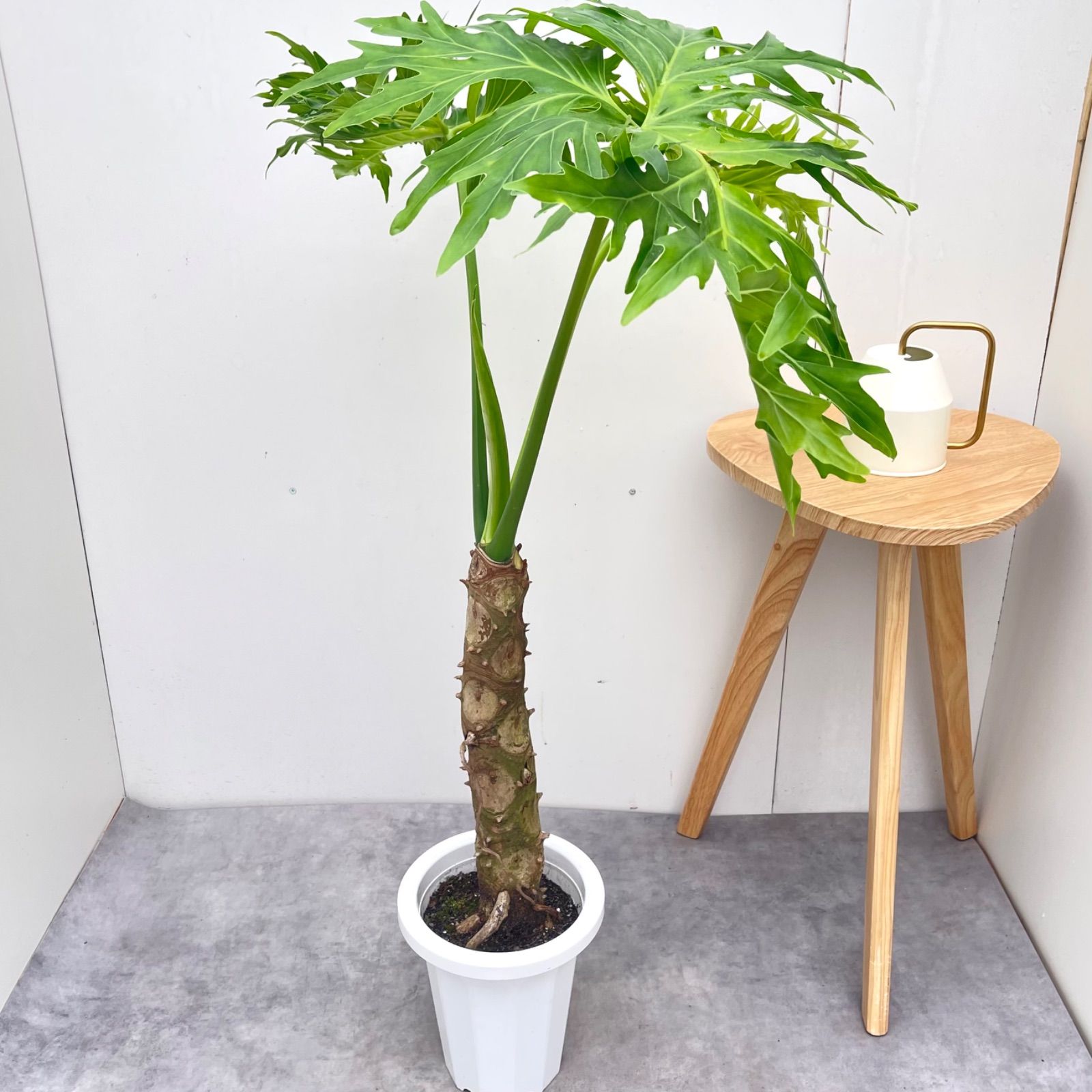大型観葉植物 セローム 幹上がり 2本 フィロデンドロン セローム 幹上がり 1【現品】観葉植物 室内 大型